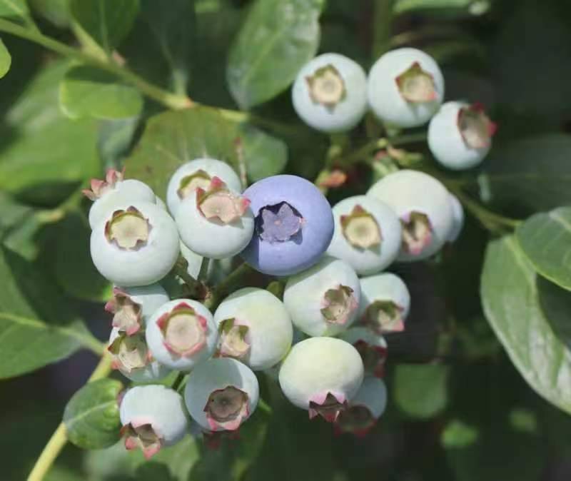 花筑·樱语民宿图片