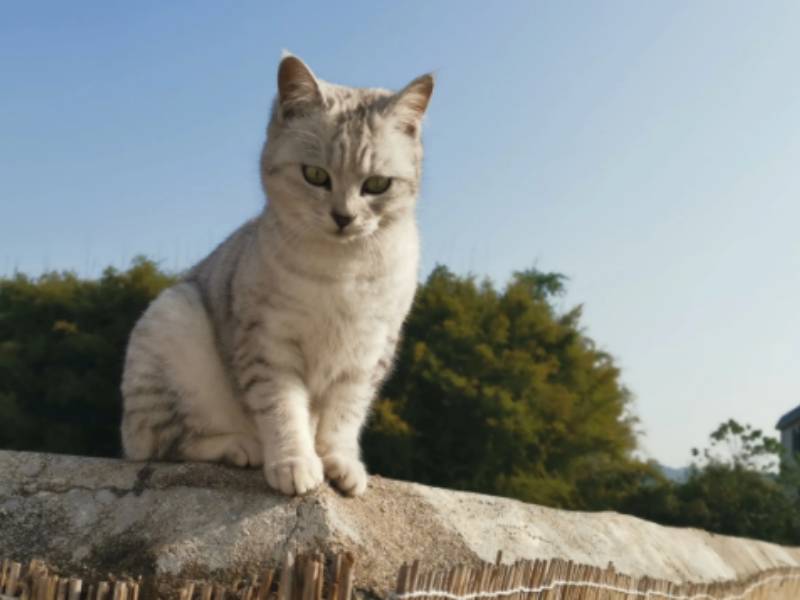 阳朔静然山水酒店(20元人民币景区店)图片