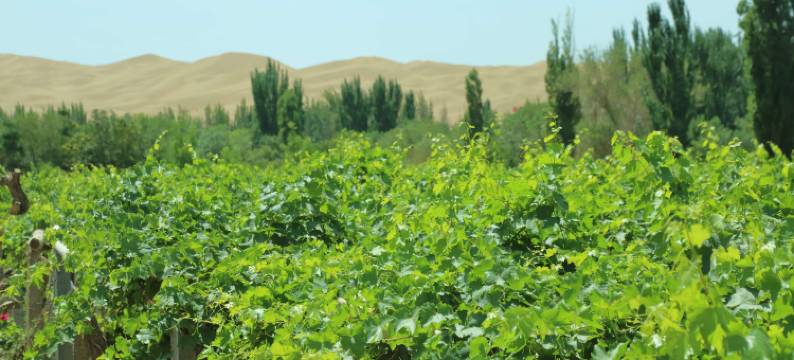 库木纳瓦民宿图片