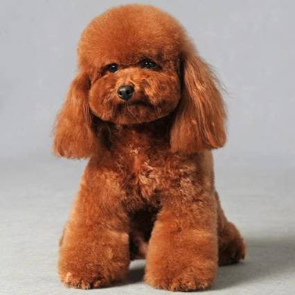 井韵·天栖酒店(罗甸大小井店)图片