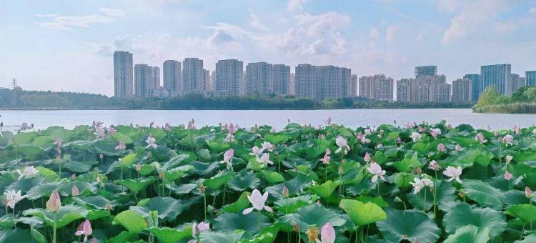 IU酒店(合肥新站一六八中学店)图片