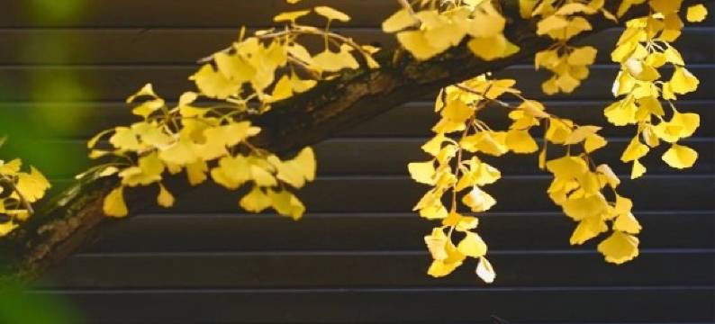 苏州瑞相院·银杏园林美墅(太湖东山店)图片