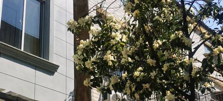 青霖小筑青旅民宿图片