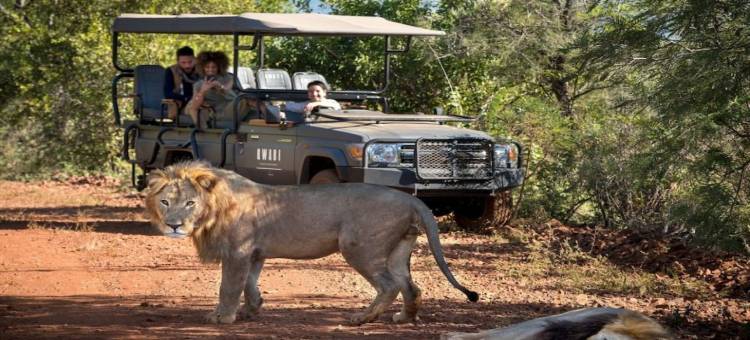 Qwabi私人游戏保护区的Babohi(Babohi at Qwabi Private Game Reserve by Newmark)图片