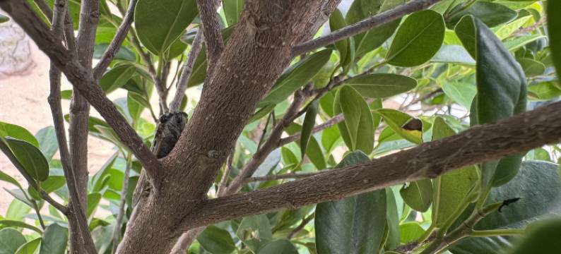 前海湾椰风海韵度假区民宿图片