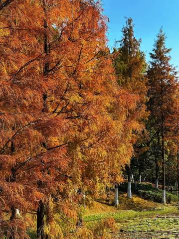 广州汇华希尔顿逸林酒店图片