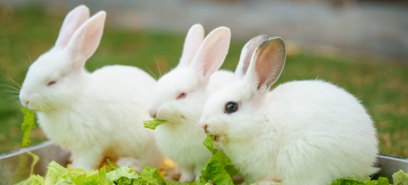 台山澜朵度假酒店图片