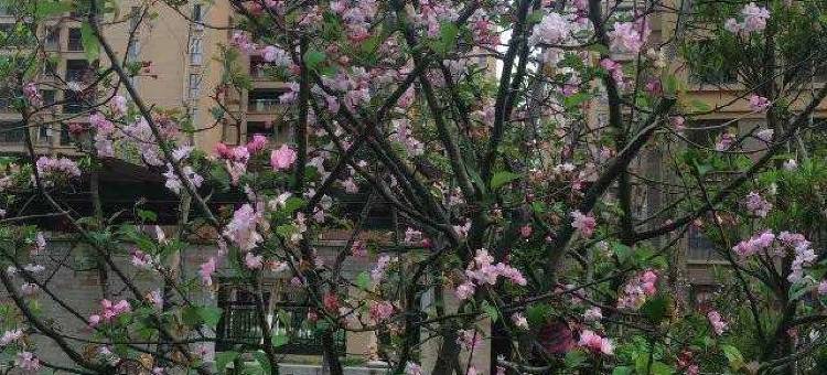 贵安花花民宿图片