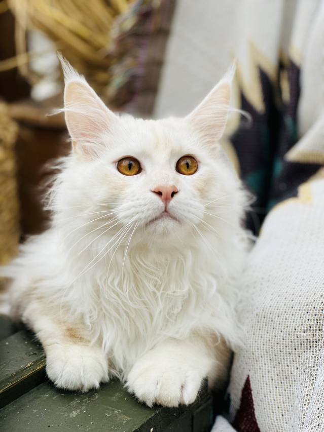 万峰林子遇KENSHO精品民宿图片