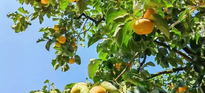 恭城迎宾阁民宿图片