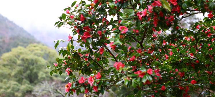 奥汤河原海石榴酒店(Oku Yugawara Tsubaki)图片