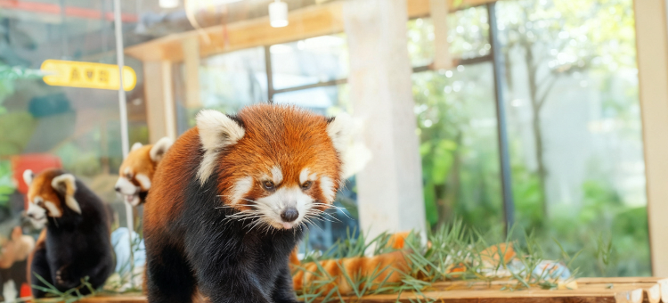 茅山森林世界度假村小熊猫庄园酒店图片