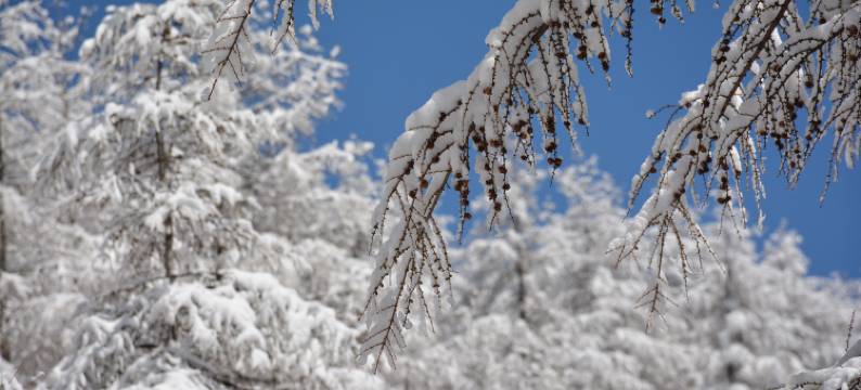 张家口崇礼曼松林民宿图片