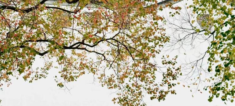 花筑·南京夫子庙老门东知否民宿(秦淮河景区店)图片