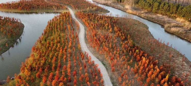 一支百合智慧酒店(合肥滨湖竹园地铁站店)图片