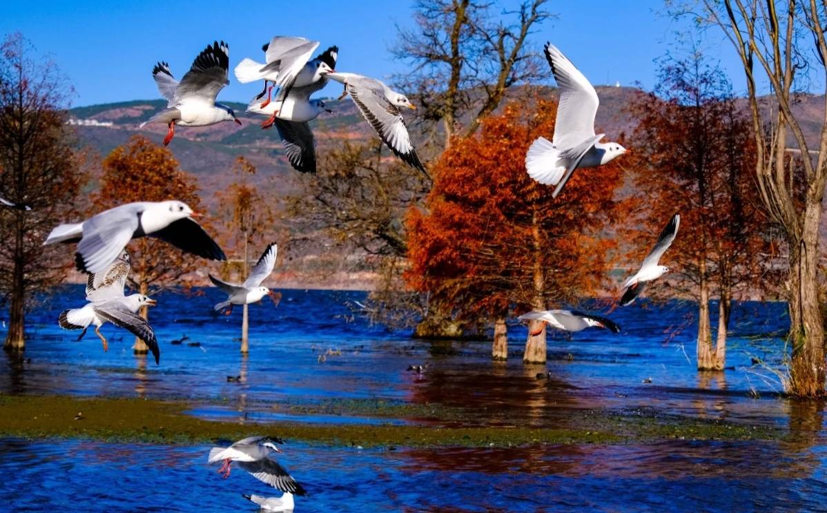 大理洱煦小院民宿(龙龛码头店)图片