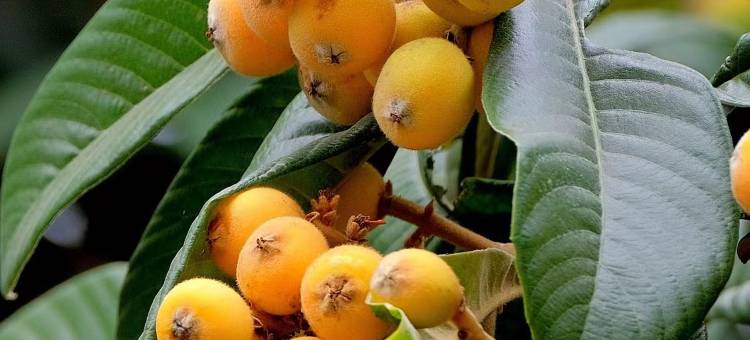 枇杷树下民宿(南浔古镇店)图片