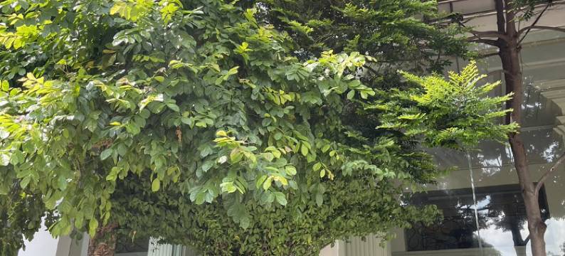 埃比纳之家(Ebina House)图片