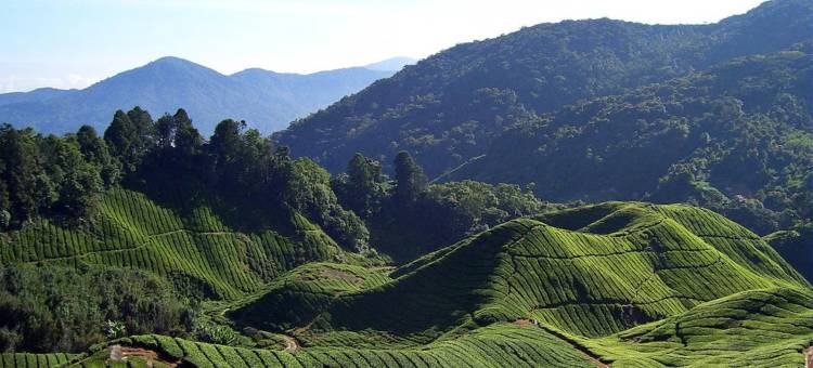 金马伦基亚农场酒店(Cameron Kea Farm Hotel)图片