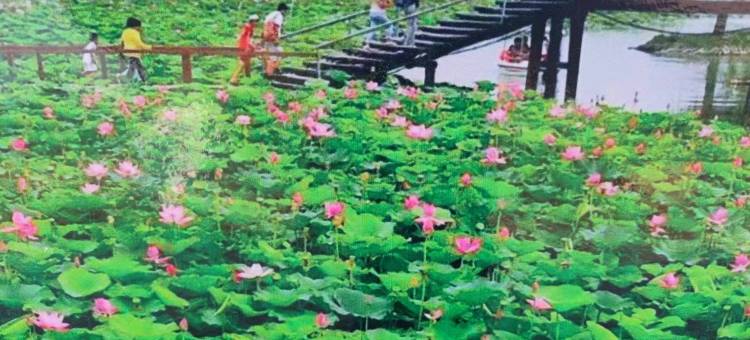 安新望月岛6号农家院图片