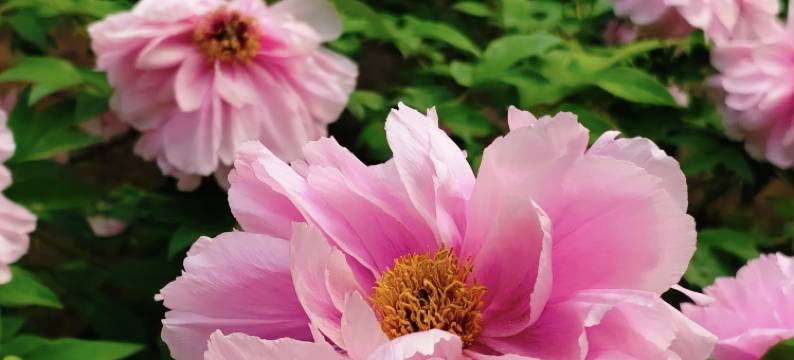 花筑·香山草堂(洛阳龙门石窟店)图片