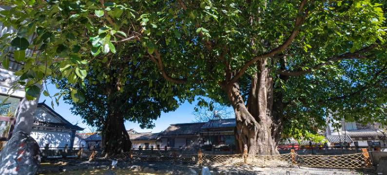 大理古城双榕度假酒店图片