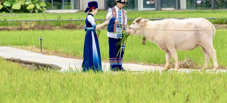 崇左大新明仕那里酒店图片