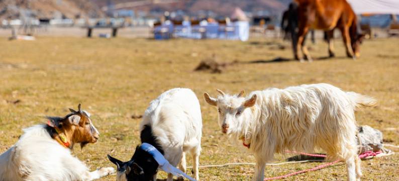香格里拉檐外·无界之野|THE HORIZON图片