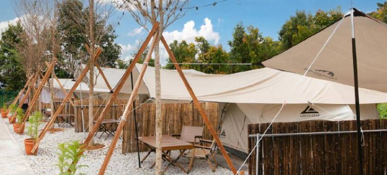 Stellar 金山金马伦(Stellar GoldenHill Cameron)图片