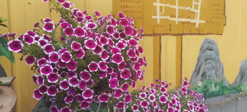 刘园民宿(青州古城店)图片