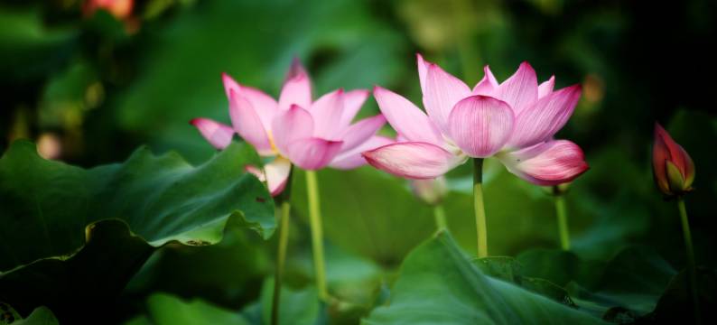 川视宝光宾馆(宝光寺店)图片