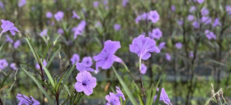 清道乐天园(Paradise Resort & Cafe)图片