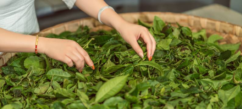 普洱万亩茶园度假酒店(茶博览苑景区店)图片