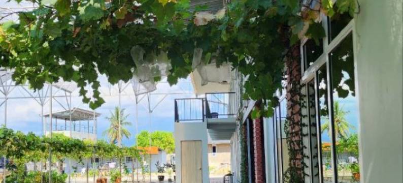 葡萄藤花园酒店(Grapevine Garden)图片