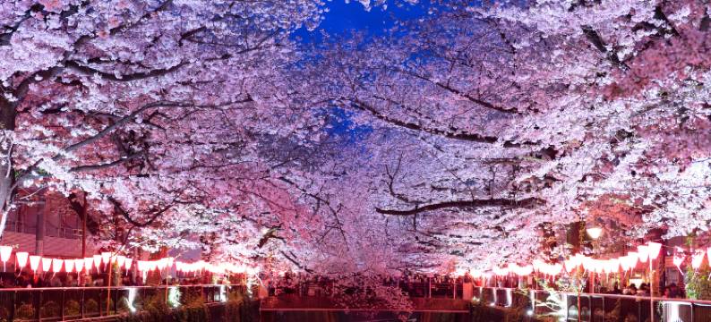 东京威斯汀酒店(The Westin Tokyo)图片