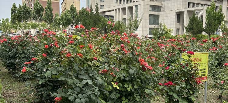 沙雅银桥凯悦大酒店图片