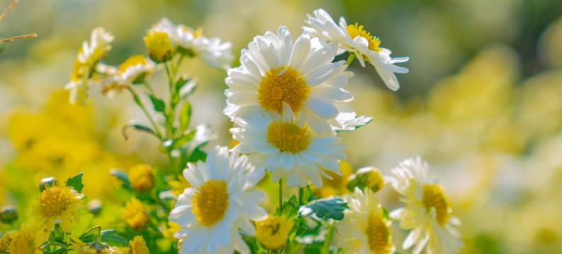 乌镇乌村酒店图片