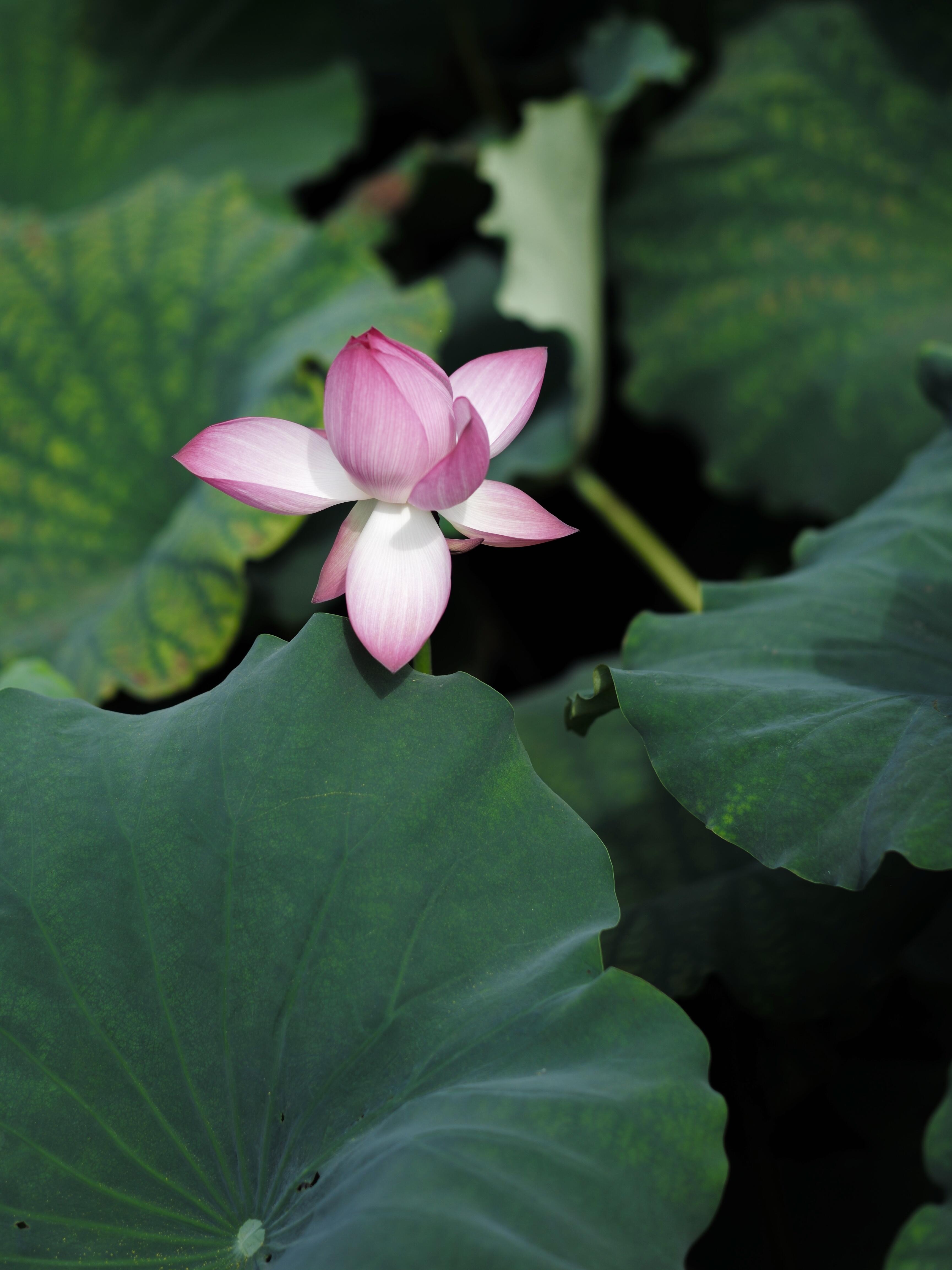 Seclusive Mengxi Garden Over view