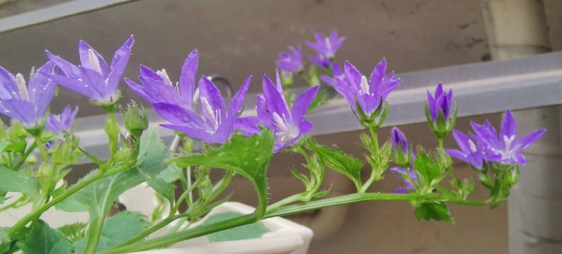 星诚悦客民宿酒店(重庆悦来国博会展中心店)图片