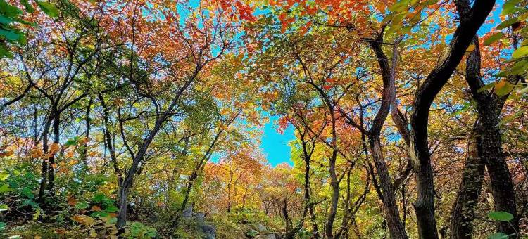 彭州青青花园民宿图片