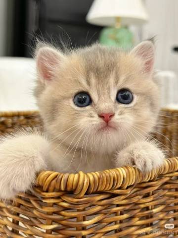 景廊雅居民宿(遵义市汇川区古城店)图片