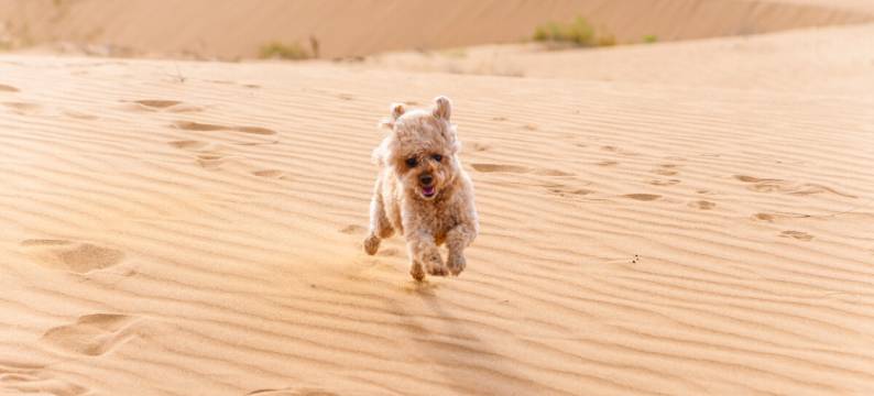 中卫漠野沙海露营地图片