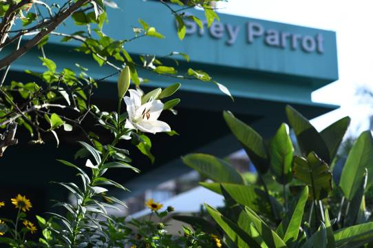 Grey Parrot灰鹦鹉度假酒店(成都抚琴夜市花牌坊地铁站店)图片