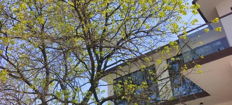 杏花院子民宿图片