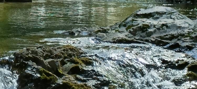 花筑奢·黄山苦株树故事民宿图片