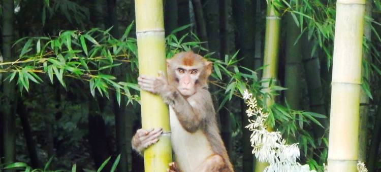 茅山森林世界度假村小熊猫庄园酒店图片