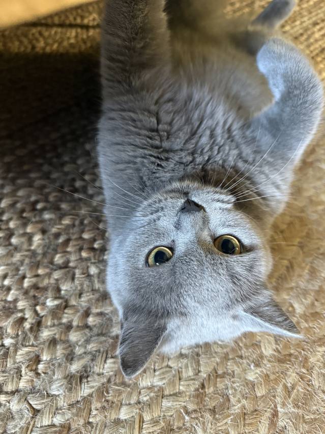 象山·文澜渡Villa度假民宿(石浦渔港古城景区店)图片