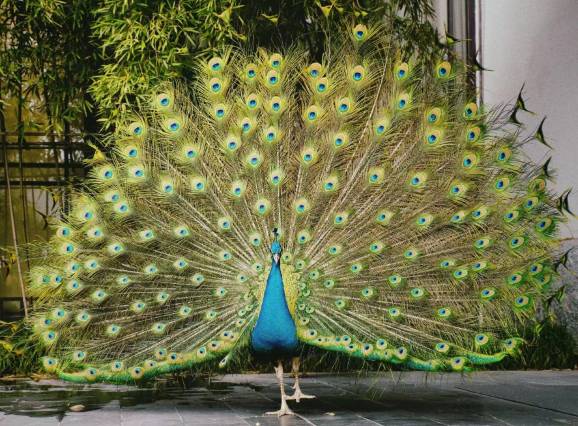 阳朔悦榕庄图片