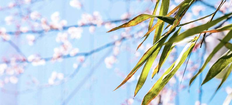 黄山昱城皇冠假日酒店图片