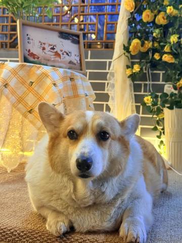 婺源妍溪小筑(汪口景区店)图片